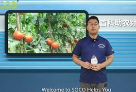 SOCO Polymer for Tomato Seedlings Can Reduce The Wilting of Tomato