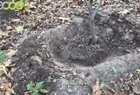 Guidance on Dry Application of Peach Water Retaining Agent