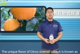 SOCO Joined The Planting of Citrus Sinensis Osbeck At Hongjiang Farmer In Lianjiang City, Guangdong