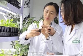 SOCO Super Absorbent Polymer Less Water Less Fertilizer More Yield