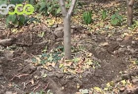 Wet Application of Water Retaining Agent for Peach Tree/SOCO Polymer/SAP