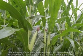 Super Absorbent Polymer Used in Agriculture