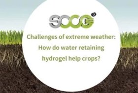 Challenges of extreme weather: How do water retainers help crops cope?