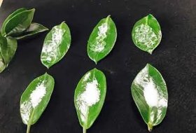 Sodium Polyacrylate Application