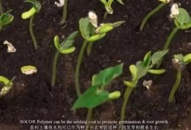 Super absorbent polymer used in agriculture