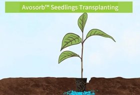 How to apply Avosorb™ for Avocado