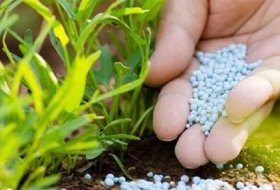 Advantages of Agricultural Hydrogel as a Plant Cultivation Substrate