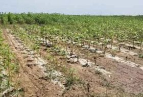 How Does Soil Salinity Affect Plant Growth？