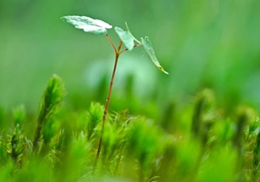 Adopt the Gardening Techniques