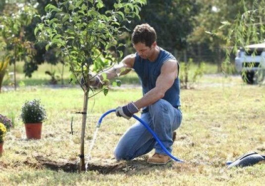 Seedling Transplanting