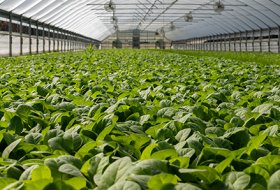 How Do You Use Hydrogel to Increase Soil Water Retention? A Practical Guide for Gardeners and Growers