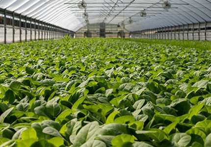 How Do You Use Hydrogel to Increase Soil Water Retention? A Practical Guide for Gardeners and Growers