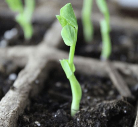 Enhance Survival and Growth