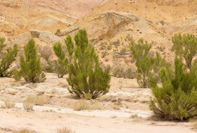 Desert Planting Made Practical: How Water-Retention Hydrogels Lift Survival and Speed Up Restoration