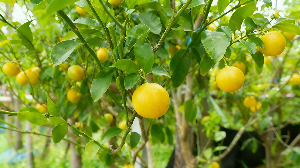 柑橘树-2