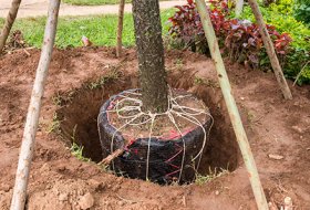 Fertilizer Efficiency with Soil Hydrogel: Slow Release, Less Leaching, Higher Yields