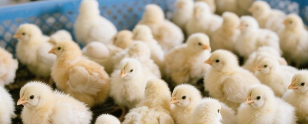 Consumer Hydrogel--Chick Rehydration