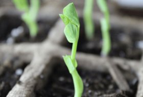 How I Use Hydrogels to Help My Plants Thrive Under Water Stress