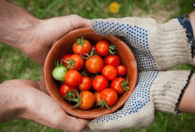 Superabsorbent Hydrogels: The Mechanism Behind Sustainable Water Management in Agriculture