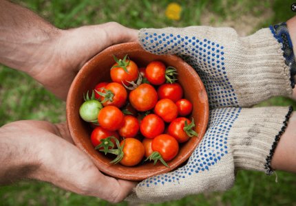 Superabsorbent Hydrogels: The Mechanism Behind Sustainable Water Management in Agriculture