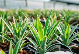 Potassium Polyacrylate: The Ideal Soil Hydrogel for Agriculture