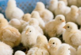 How Do You Keep Day-Old Chicks Hydrated During Transport?