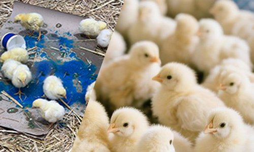 Chick Rehydration