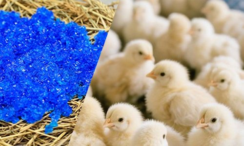 Chick Rehydration