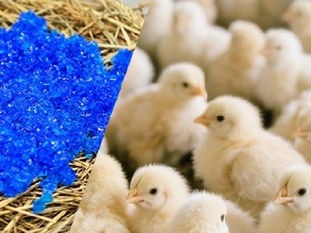 Chick Rehydration