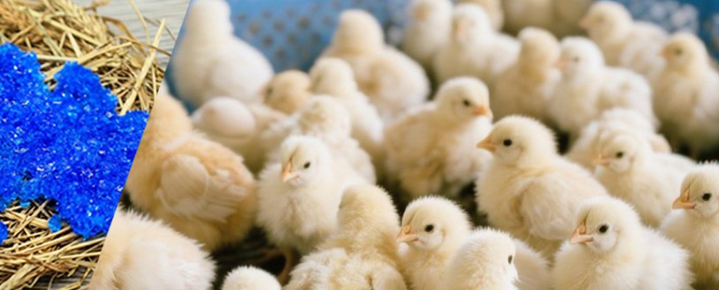 Chick Rehydration