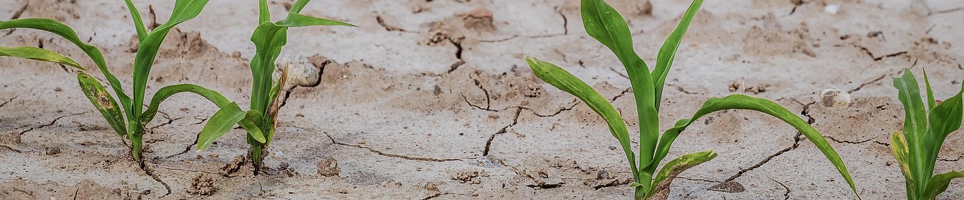 Water Use Efficiency