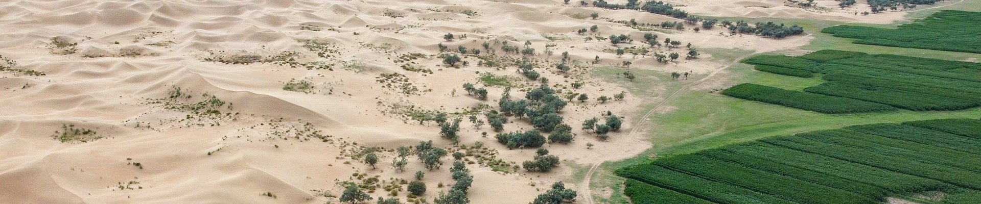 Desert Planting Efficiency