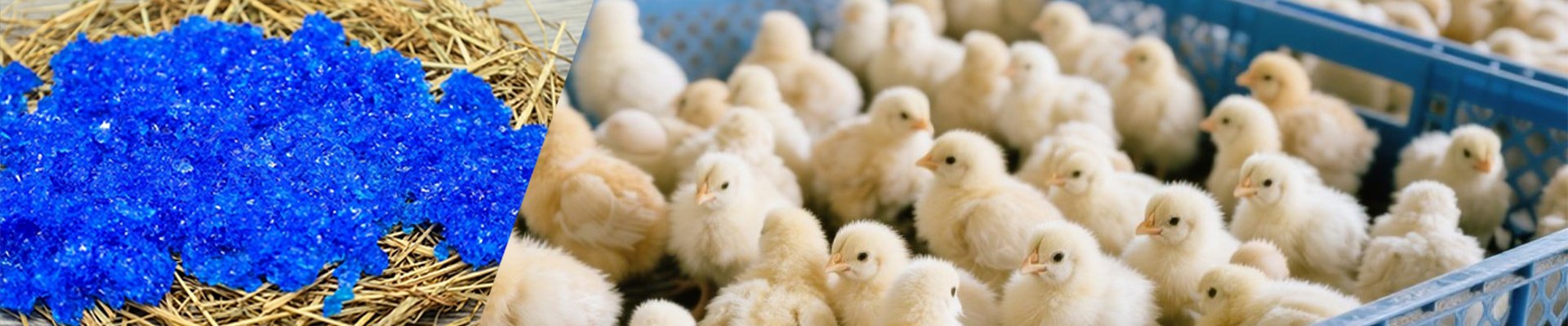 Chick Rehydration