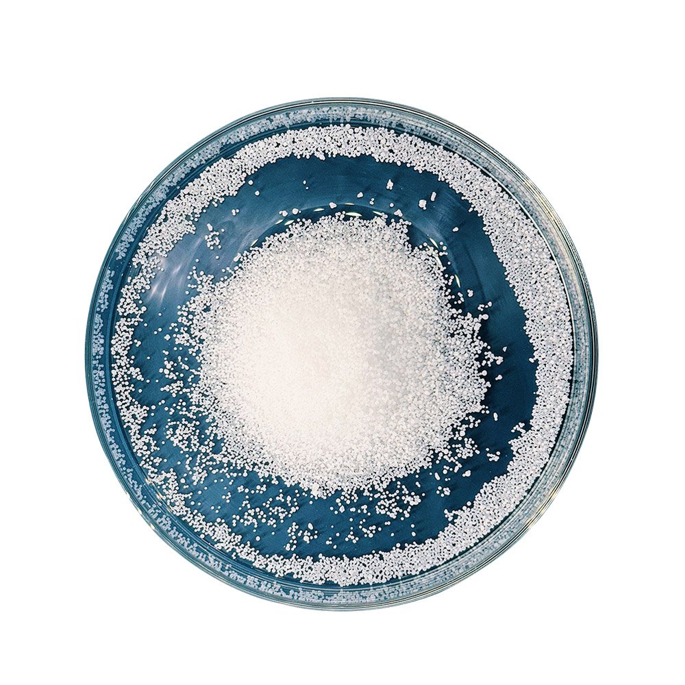 未标题-4_0009_WL-115