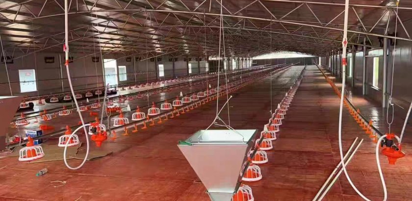 Quais são os sistemas de alimentação de aves? Um guia completo para equipamentos modernos e automatizados de avicultura.