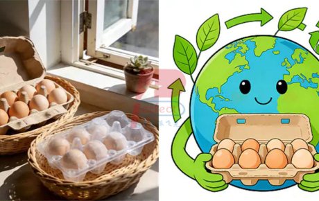 ¿Por qué los cartones y bandejas desechables de pulpa moldeada para huevos son cada vez más populares?