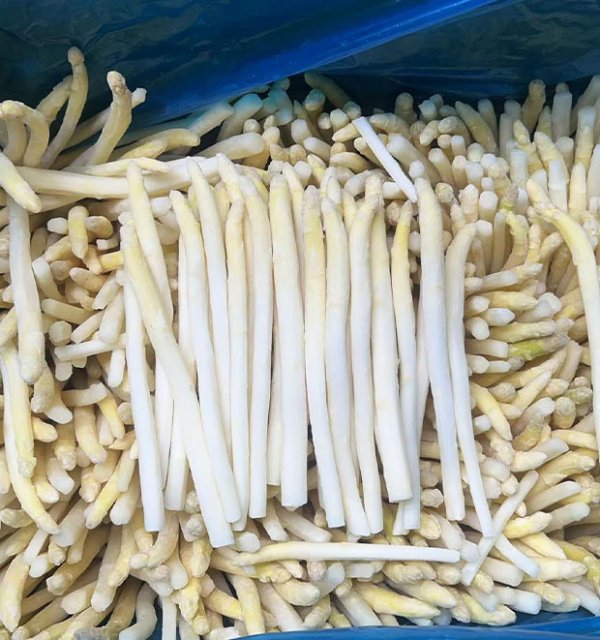 Frozen white asparagus