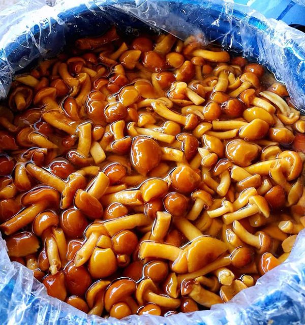  Brined nameko in drum