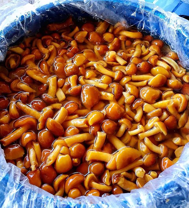 salted nameko mushroom for factory use