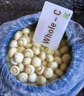 Preserved mushroom  whole in drum