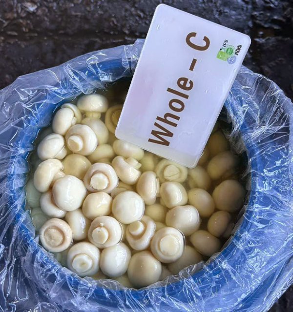 Preserved mushroom  whole in drum