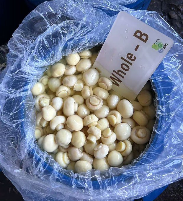 Preserved mushroom  whole in drum