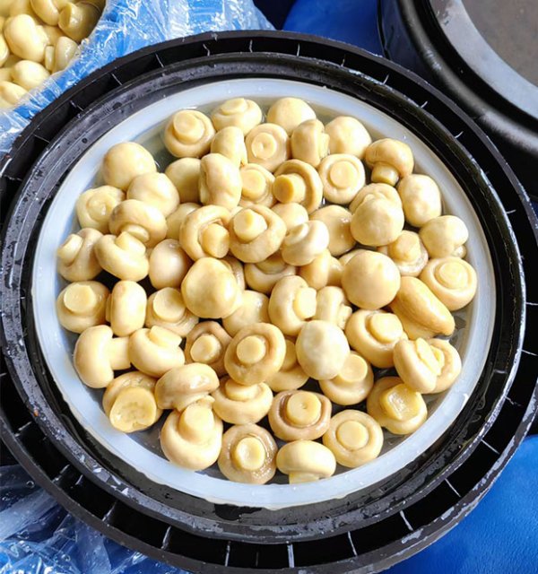 Brined mushroom  whole in drum