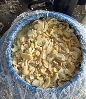 preserved mushroom pieces and stems in brine drum