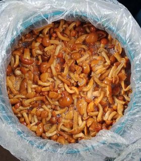  Brined nameko in drum