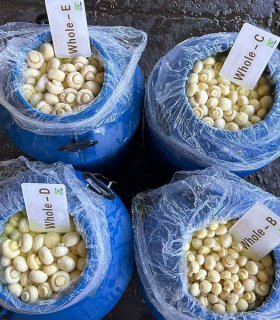 food-grade plastic drum mushrooms
