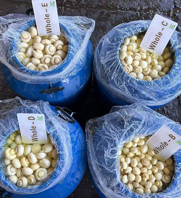 food-grade plastic drum mushrooms