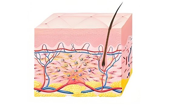 Fase de proliferación Día 2 a Semana 6
