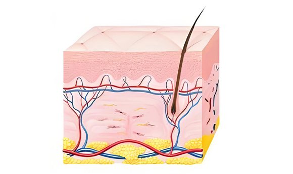 Periodo de remodelación de 3 semanas a varios meses