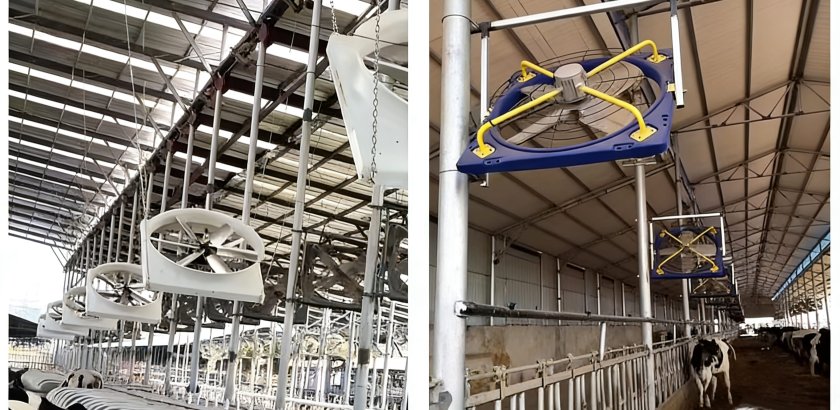 Cómo mantener frescas a las vacas en climas cálidos? Ventilación y refrigeración profesional para explotaciones lecheras de alta producción.